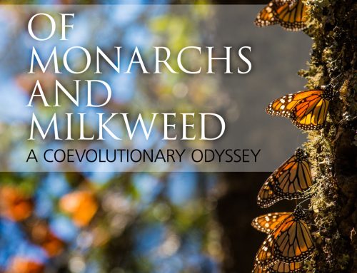 Monarchs Book Cover – Design and Photography